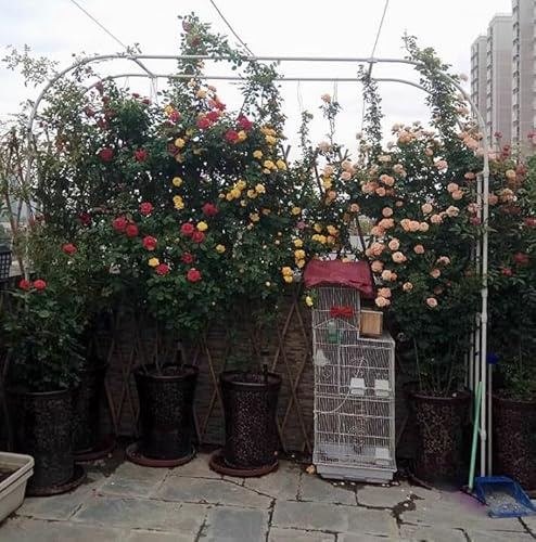 Arche de jardin en métal pour une utilisation en extérieur, treillage pour plantes grimpantes, pergola et tonnelle résistante aux intempéries, arche blanche pour anniversaires et décoration