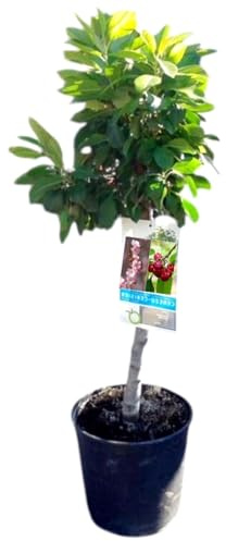 Planta natural Frutal Enano Cerezo injertado. Produce Cerezas. Altura 60-70 cm. Ideal para cultivar en maceta y decorar terrazas o jardines pequeños. Segura Garden