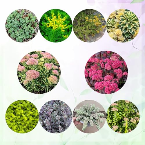semillas de sedum resistentes - para balcón de invernadero, exterior variedades antiguas 300pcs