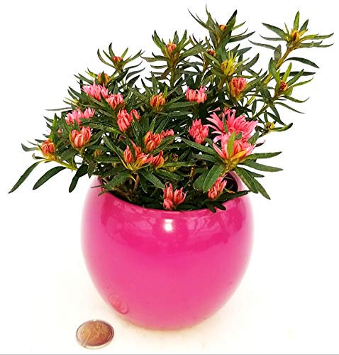 POWERS TO FLOWERS - AZALEA KOROMU SAKU PINK, IN VASO CERAMICA ROSA INTENSO STONDATO, pianta vera