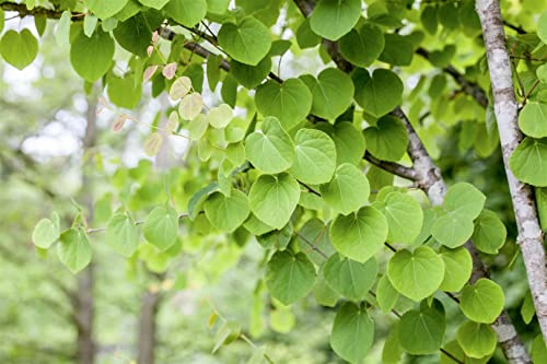 Cercidiphyllum japonicum 60-100 cm - Katsurabaum, herzförmige Blätter, Herbstfärbung gelb bis rot, ideal für Gärten, pflegeleicht und winterhart
