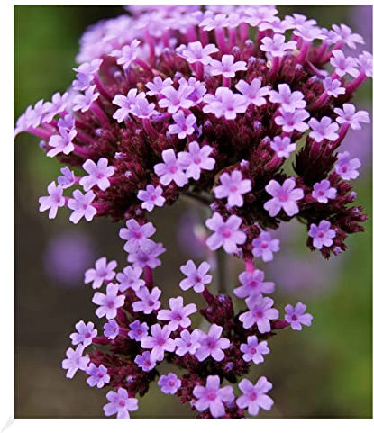 BALDUR Garten Argentinisches Eisenkraut,3 Pflanzen Verbena bonariensis bienenfreundlich, winterharte Staude, mehrjährig, für Standort in der Sonne geeignet, blühend