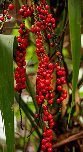 Red Fruited Palm Lily Cordyline Rubra Plant-20 Inch by 30 Inch Laminated Poster with Bright Colors and Vivid Imagery-Fits Perfectly in Many Attractive Frames