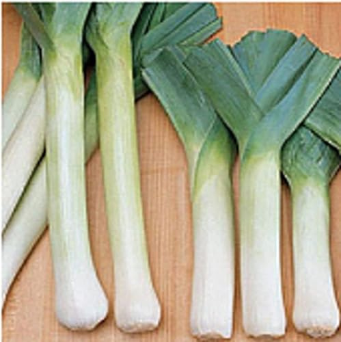 King Richard Leeks Seeds (25 Seed Packet)(Non GMO Organic Vegetable Fruit Garden Seeds) Non-Hybrid, by Home Decorium