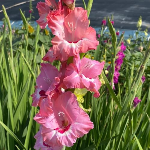 gladioli bonsai interni resistenti gladioli interni Bulbi perenni, resistenti all'inverno giardino in balcone letti 30pcs