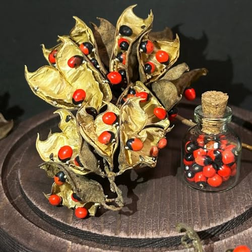 Semi di pisello Paternoster - selvatiche pisello Paternoster, Abrus precatorius, balcone del culinarie, balcone 30pcs