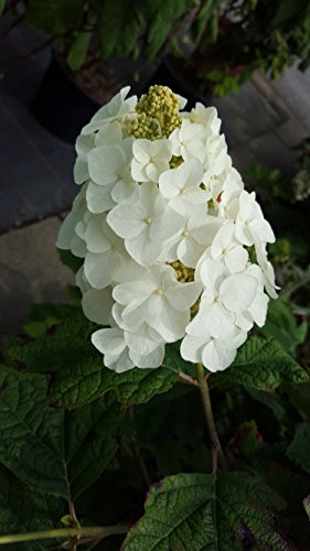 eichenblättrige Hortensie Hydrangea quercifolia Snow Queen 80-100 cm 10 L | Ideal für Beet, Kübel & Garten – schön als Solitär oder in Gruppenpflanzung