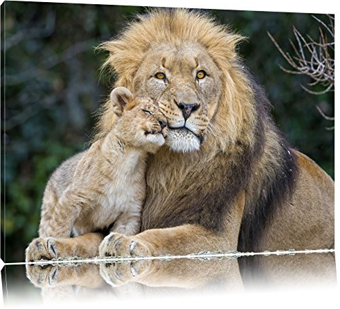 Pixxprint schöner Löwe mit Jungtier, Größe: 100x70cm, Leinwandbild, fertig gespannt, Wandbild, Dekoration, Kunstdruck, kein Poster