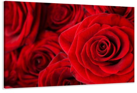Visario Bild auf Leinwand Rose Rot 120 x 80 cm Modell-Nr. XXL 5058 Bilder fertig gerahmt auf echtem Holzrahmen riesig. Ausführung Kunstdruck als Wandbild auf Rahmen.
