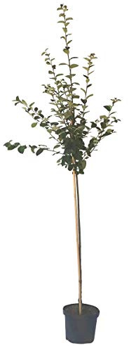 Konstantinopler Apfelquitte Halbstamm selbstfruchtbar 150-170 cm im 9,5 Liter Topf Unterlage Quitte A