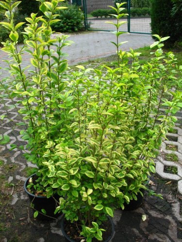 Goldliguster Ligustrum ovalifolium Aureum 100-125 cm hoch im 7,5 Liter Pflanzcontainer