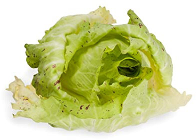 Just Seed - Vegetable - Chicory - Veriegata de Castelfranco - 2500 Seeds