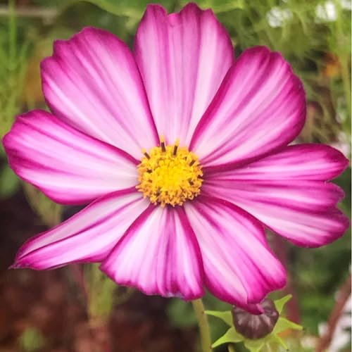 PREMIER SEEDS DIRECT - Flower Seeds - Cosmos - BIPINNATUS - Picotee - 500 Seeds