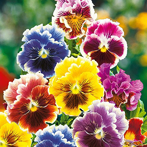 Stiefmütterchen, 'Orchideenblütige Misch.'