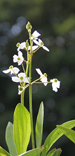 2er-Set - Sagittaria graminea - Grasblättriges Pfeilkraut, weiß - Wasserpflanzen Wolff