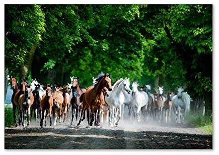 Tulup Leinwandbild - Wandkunst - Drucke auf Leinwand - Leinwanddruck -100x70 cm - Tiere - Mehrfarbig - Pferde im Galopp