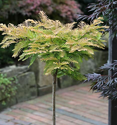 Hochstamm Kugel Urweltmammutbaum Matthaie 40-60cm - Metasequoia glyptostroboides - lebende Gartenpflanze aus den Baumschulen