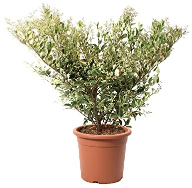 KENTIS - Ligustrum Texanum 'Silver Star' mit Jutedekoration für Vase - Liguster - Echte Winterharte Pflanzen für Garten - Heckenpflanze - Hoch 80-100 cm Topf Ø 24 cm