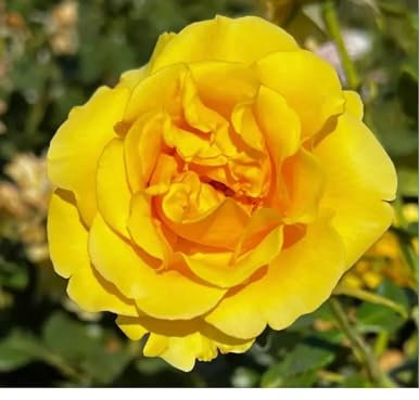 Freedom - Hybrid Tea - Potted Rose