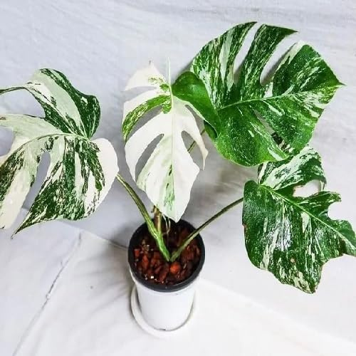 90Pcs Green White Monstera Plant Seeds