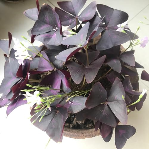 bulbi di oxalis triangularis resistenti all'esterno per il giardino 12pcs