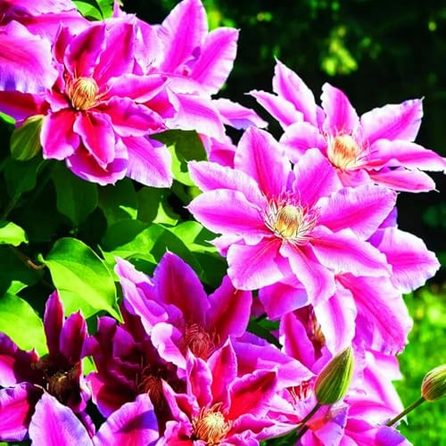Mix Rizoma Di Clematide, Resistenti Al Freddo E Alla Siccità, Facile Da Coltivare, Adatte Per La Decorazione Di Giardini-6 Rizoma-G