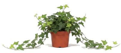 Hedera Helix Verde Hiedra de DECOALIVE | Planta Colgante Natural | Maceta 13 cm Diámetro | Altura 25 cm