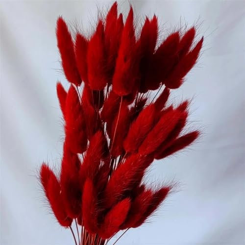 Fleurs séchées de queues de lapin,50 pièces 45cm herbe de queue de lapin séchée Boho décor à la maison, herbe de Pampas naturelle pour les arrangements floraux décoration de mariage à la maison rouge