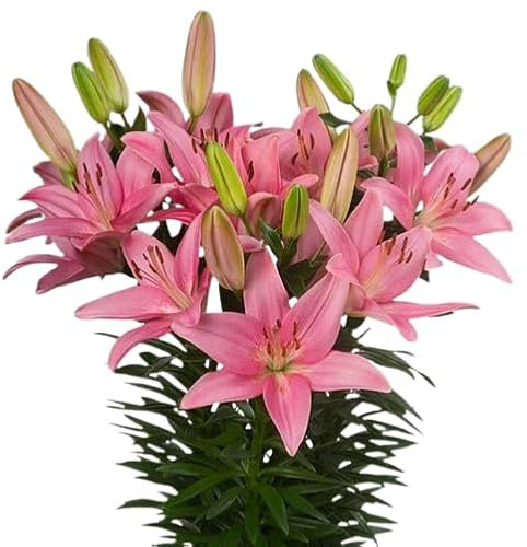 Lirio Natural Planta de Interior y Exterior Resistente Ornamental y de Riego Moderado