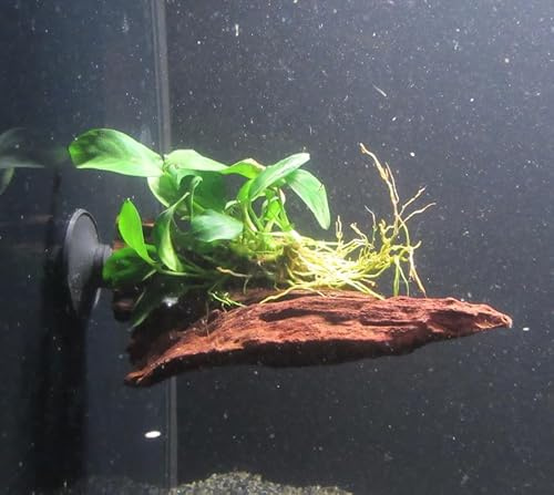 florari Wurzel+Saugnapf mit Anubias nana - Zwergspeerblatt auf Wurzel+Sauger
