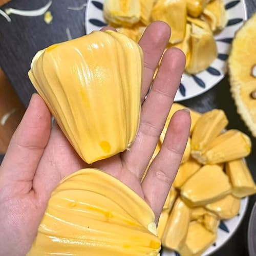 semi di jackfruit, jackfruit, fresca rari serre da balcone balcone esotiche regali per giardinieri colonnare nani resistenti 35pcs