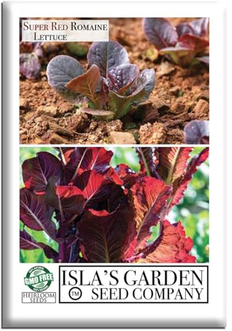 Super Red Romaine Lettuce Seeds (Lactuca sativa) – 1,000+ Non-GMO Heirloom Seeds by Isla’s Garden Seeds, Vibrant Red Leaves, Crisp & Flavorful, Fast-Growing & Nutrient-Rich, Perfect for Salads or Gift