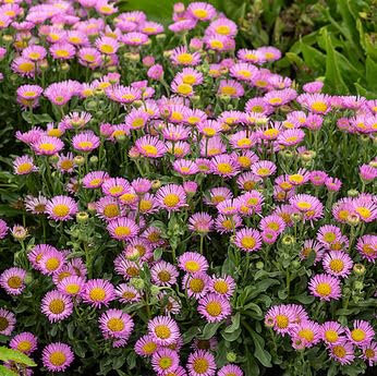 Erigeron Glaucus, Aster de Plage 30 Graines, vivace, couvre sol, rocaille