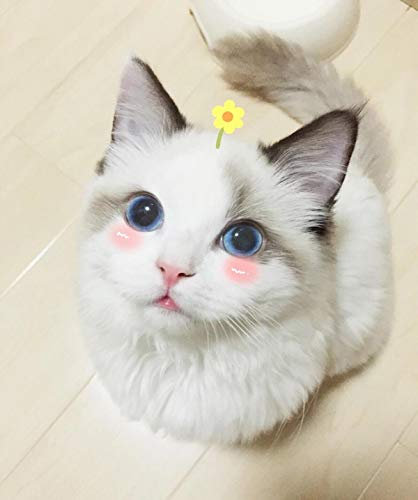 SHILIHOME Marionette Katze Fee Katze DIY 5D Diamant Malerei nach Zahl Einzigartige Kits Wanddekoration Kristall Strass Wanddekoration Kreuzstich