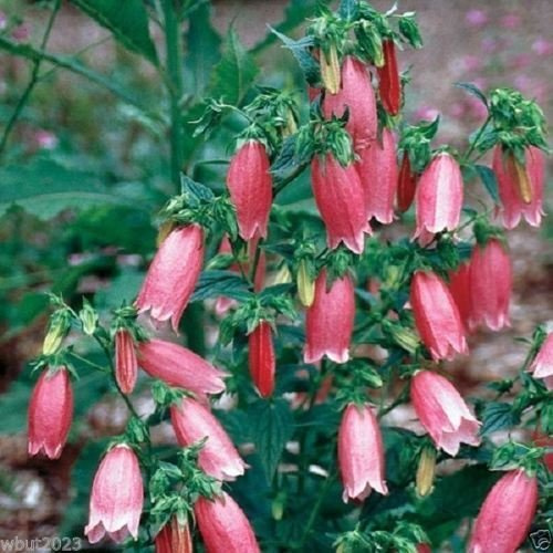 Campanula punctata Rubriflora, semi di campanula maculata, confezione da 100 semi