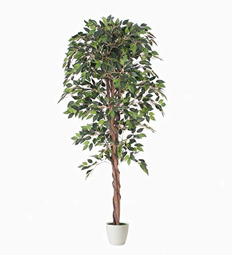 Tradala 4'11 Lush Artificial Tree in White Pot - Ficus 150cm / 4ft 11 Tall with Real Wood Trunk - For Home Living Room Indoors