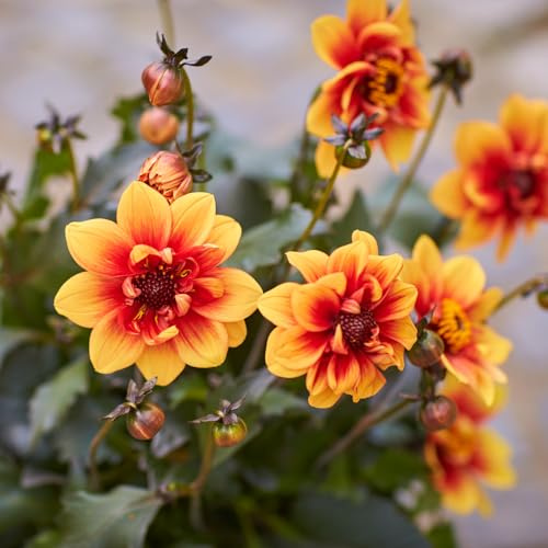 Dahlia 'Lubega Dark Bicolour Orange'. 2L Plant. Red & orange dahlia flowers on dark foliage. Available from Bedwen Plants