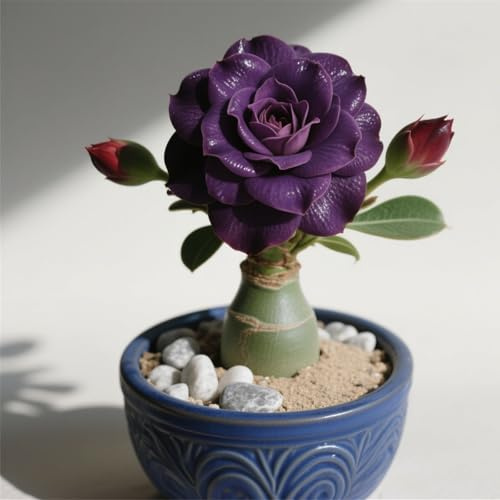 Winterhart pflanzen, Mehrjährige Blumenzwiebel ist winterhart,Gift, Mysteriöse magische Glühbirne, Lebende Pflanzen,Blumenzwiebel Mix-1 Wüstenrose knollen -D