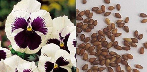 Stk - 150x Stiefmütterchen Schweizer Riesen Silberbraut Pflanzen - Samen A71 - Seeds & Plants Shop by Ipsa
