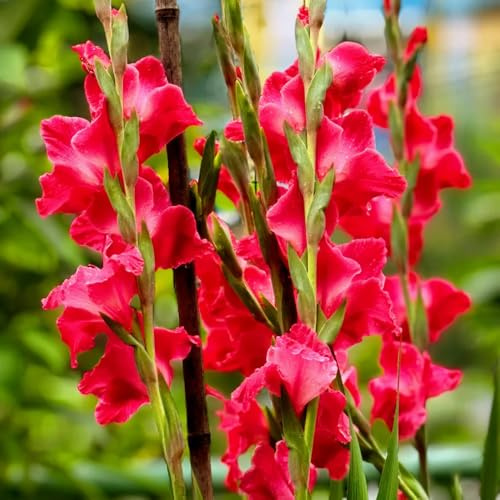 4bulbi di gladioli autunnali, primaverili di gladiolo a primaverile, decorazioni