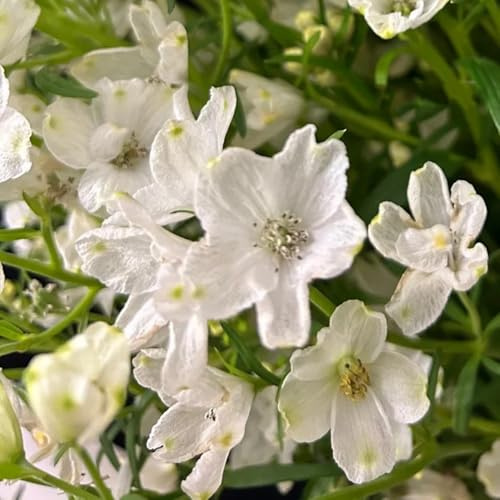 semi di delphinium resistente perenne - delphinium - Decorazione del soggiorno, antiche varietà Balcone, resistenti, 550pcs