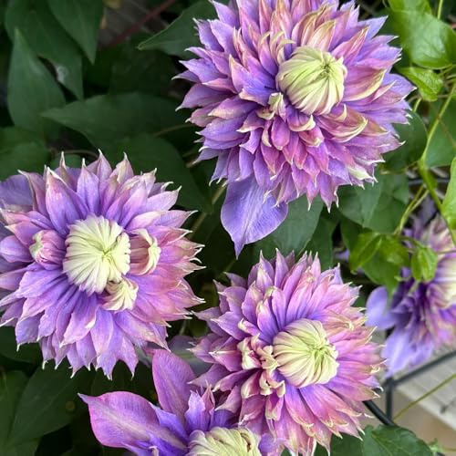 clematissamen - clematis florida - alte sorten bonsai garten rankpflanzen winterhart schnellwachsende kletterpflanzen für sonnige plätze 300pcs