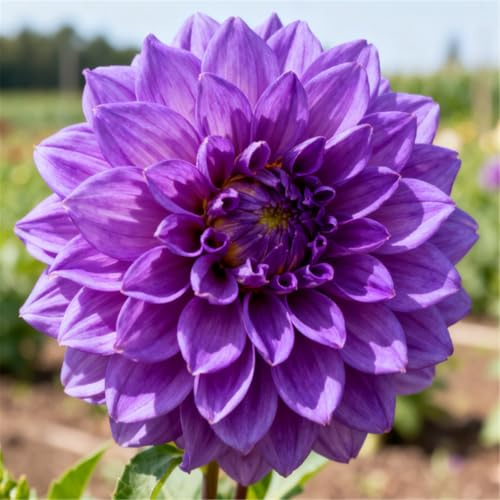 Dalias que no requieren pregerminación - Simplemente entiérralas en la tierra - Plantación sencilla-4 PCS-F