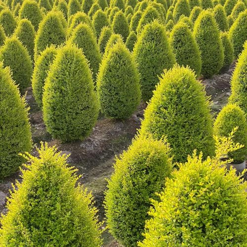 Semi di ligustro - siepe esotico giardino di balcone selvatiche verdi resistenti sempreverdi, resistenti vecchie varietà 100pcs