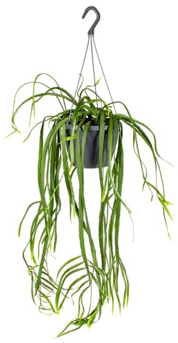 Bloomique - Lepismium Bolivianum - Zimmerpflanzen - Hängepflanzen - Sehr pflegeleicht - Höhe 20-30 cm - Hängetopf 17 cm - Topf 17 cm