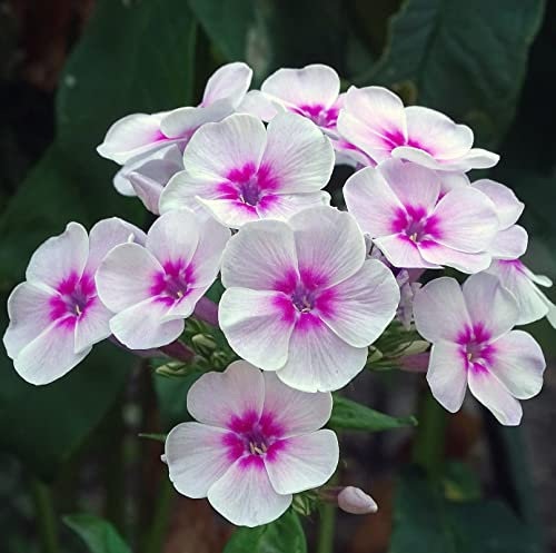 12 unità Phlox Maculata 'Omega' - Phlox Maculata 'Omega' Vaso 9x9cm ±1 m² - Phlox con Fiori Macchiati e Crescita Fitta