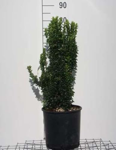 Euonymus jap. 'Benkomasaki' (erecta) - Fusain Du Japon 'Benkomasaki' 60-80 cm en pot
