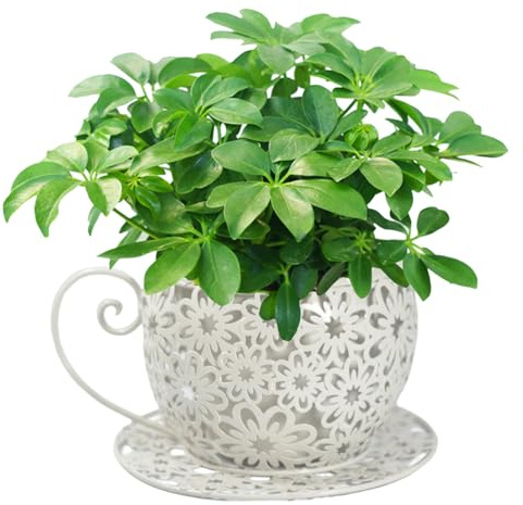 Teacup Planter Cute Hollowed Out Flower Pots Iron Art Garden Pots Decorative Plant Indoor Vintage Metal Succulent Plant Holder ideal for Indoor Outdoor
