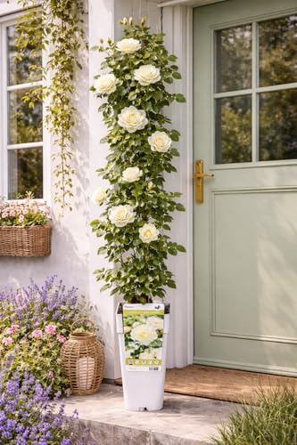 Kletterrose Rosa Crazy in Love Vanille 50–80 cm – Duftende, öfterblühende Rose, winterhart & pflegeleicht – ideal für Garten, Rankgitter, Pergola & Balkon