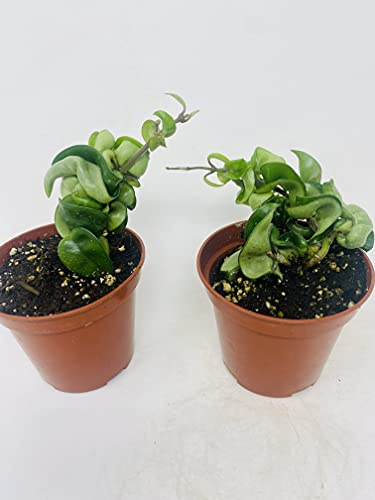 (Pack of 2) Hindu Indian Rope Plant- Hoya Exotic 4 Pot from JMBAMBOO